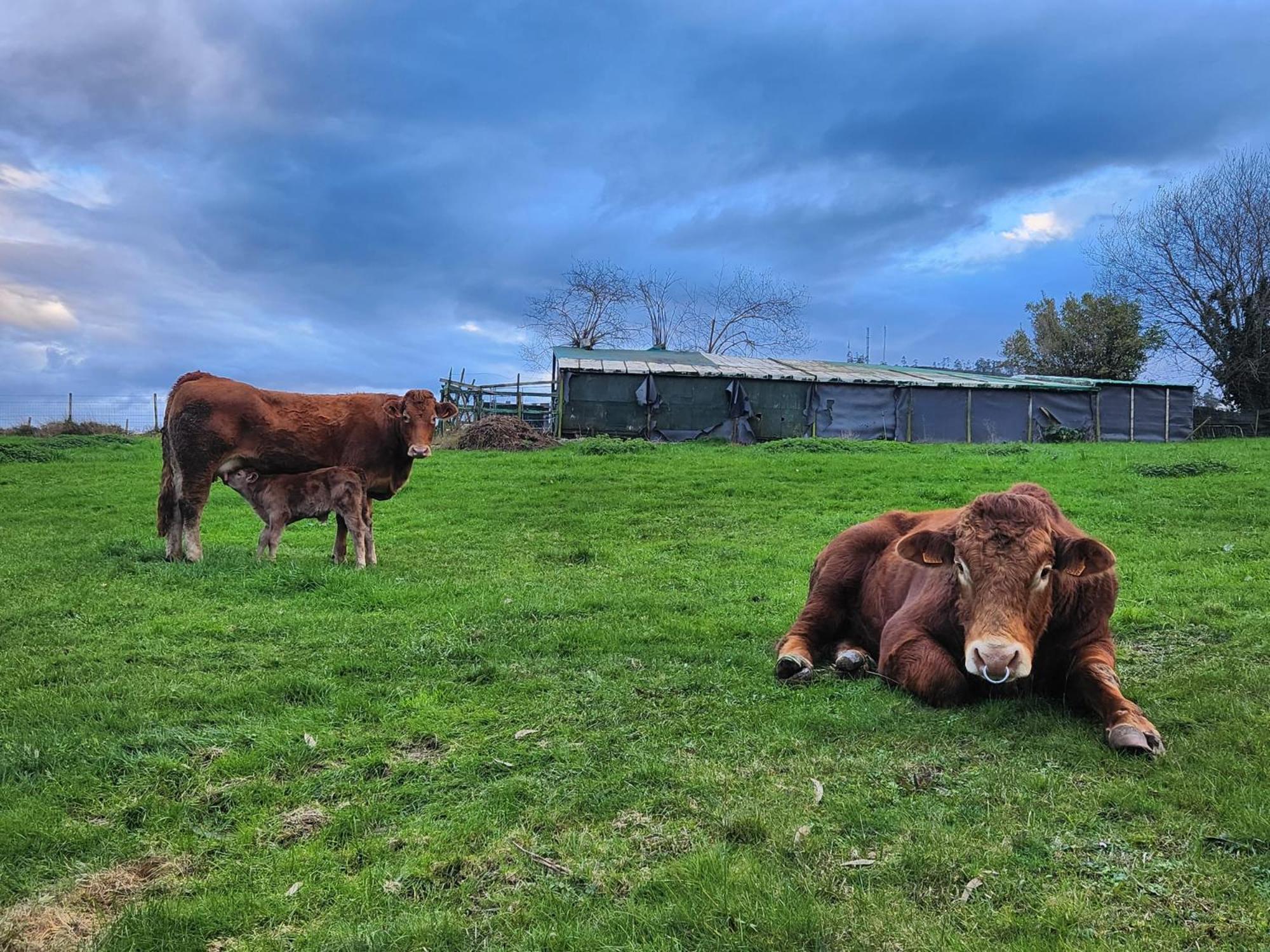 Refugio Finca El Canu Valdaliga 外观 照片
